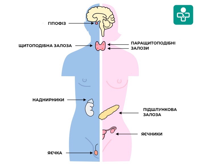 Endokrinna Hirurgiya Citidoctor